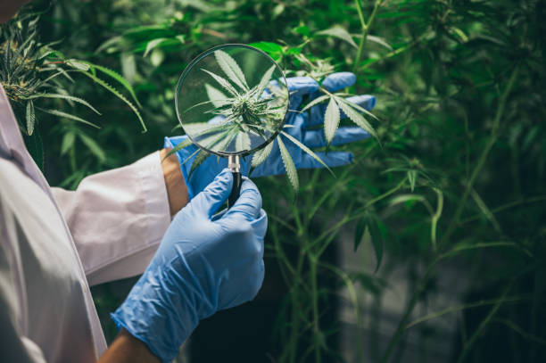 Comparison of prices and specials at popular dispensaries in Denver 